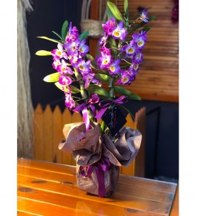 Dendrobium Orchid - Bambu Orkide Mor