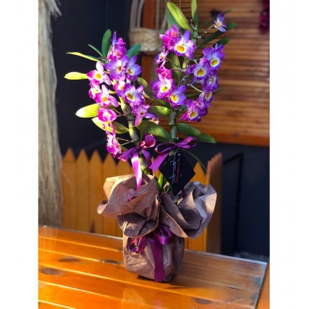 Dendrobium Orchid - Bambu Orkide Mor